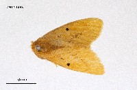 藏品(橙黃毒蛾)的圖片